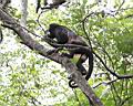 Img___1096d-vrestan plastikovy-howler monkey v NP Barra Honda.jpg